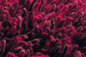 Tapis Buffo 2